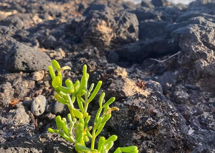 Апартаменты El Rincon Del Cangrejo